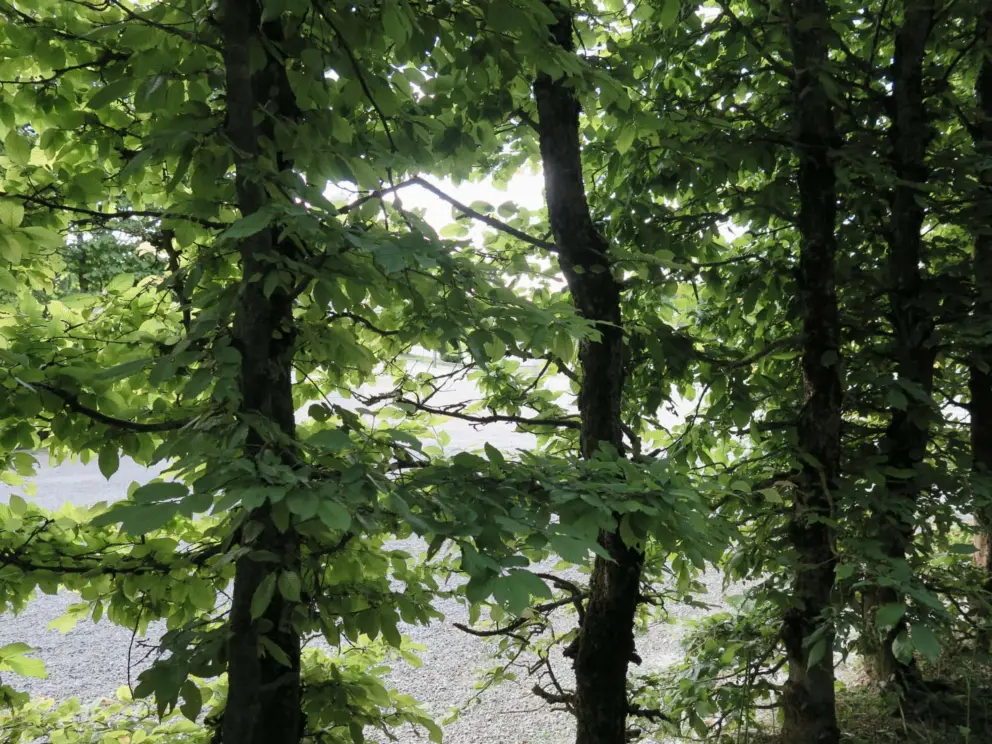 Beautiful trees in the groves. 