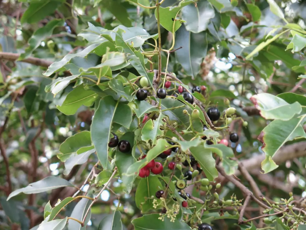 Berries on a tree. 