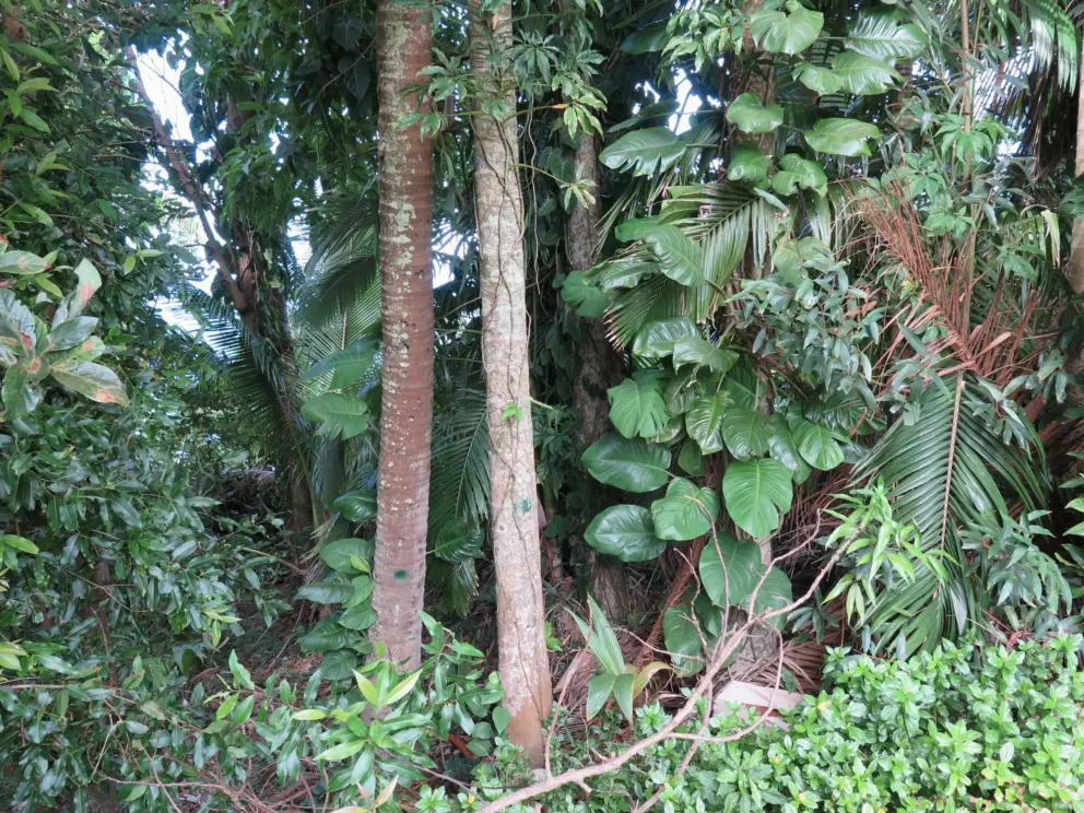 Tropical plants on the edge of the field. 