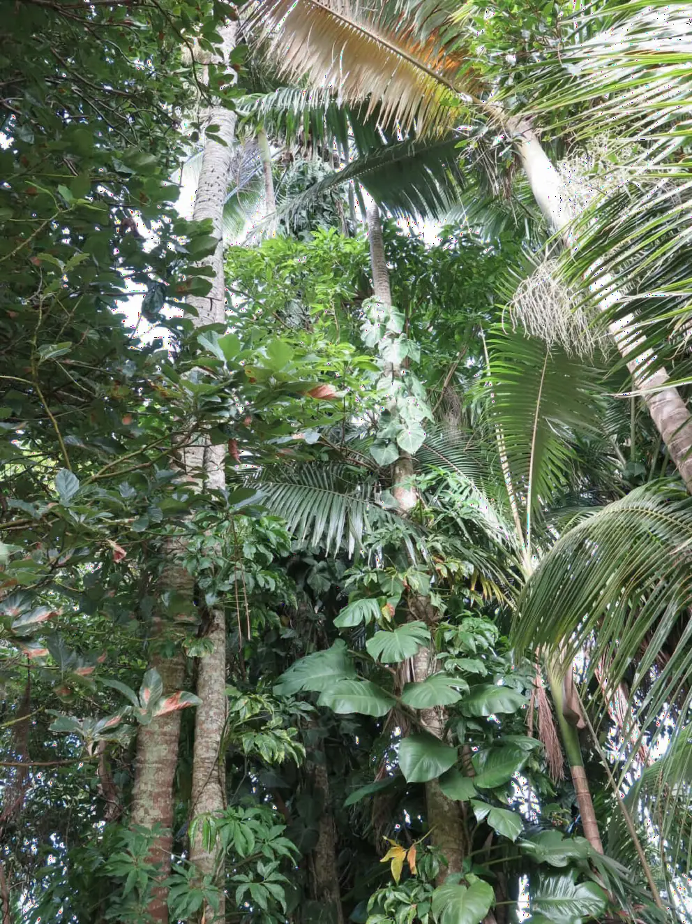I love the tropical plants but not the mosquitoes. 