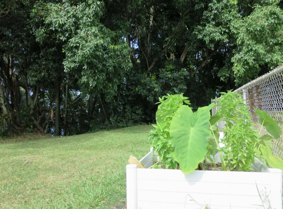 White wooden planters for community use. 