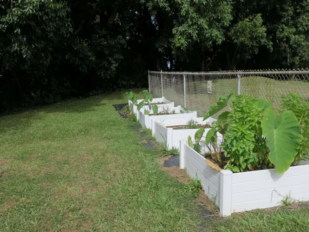 The community garden. 