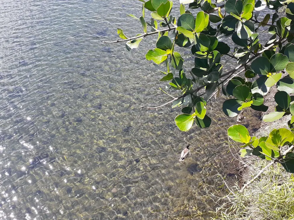 The clear water, and a duck. 