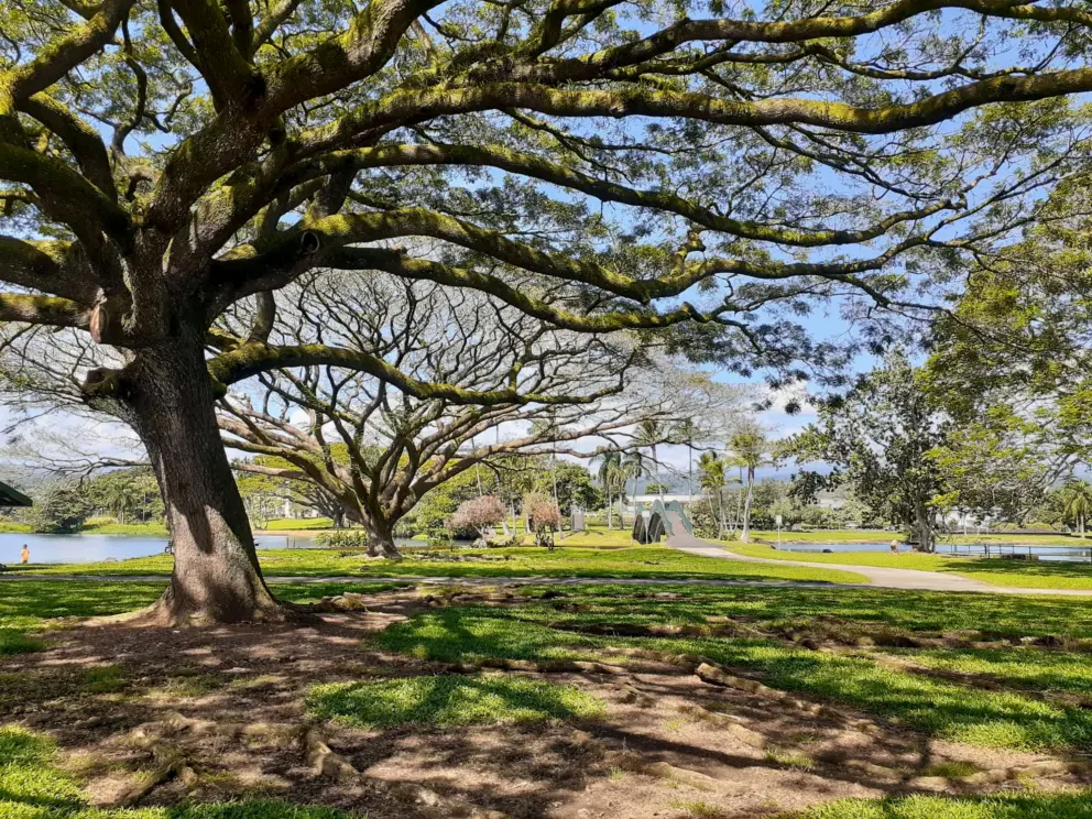 An amazing monkeypod tree stretches in all directions. 