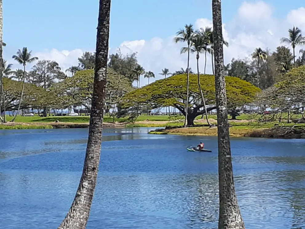 Paddling past a giant monkeypod tree. 