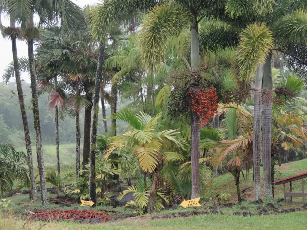 Palm tree that is fruiting. 