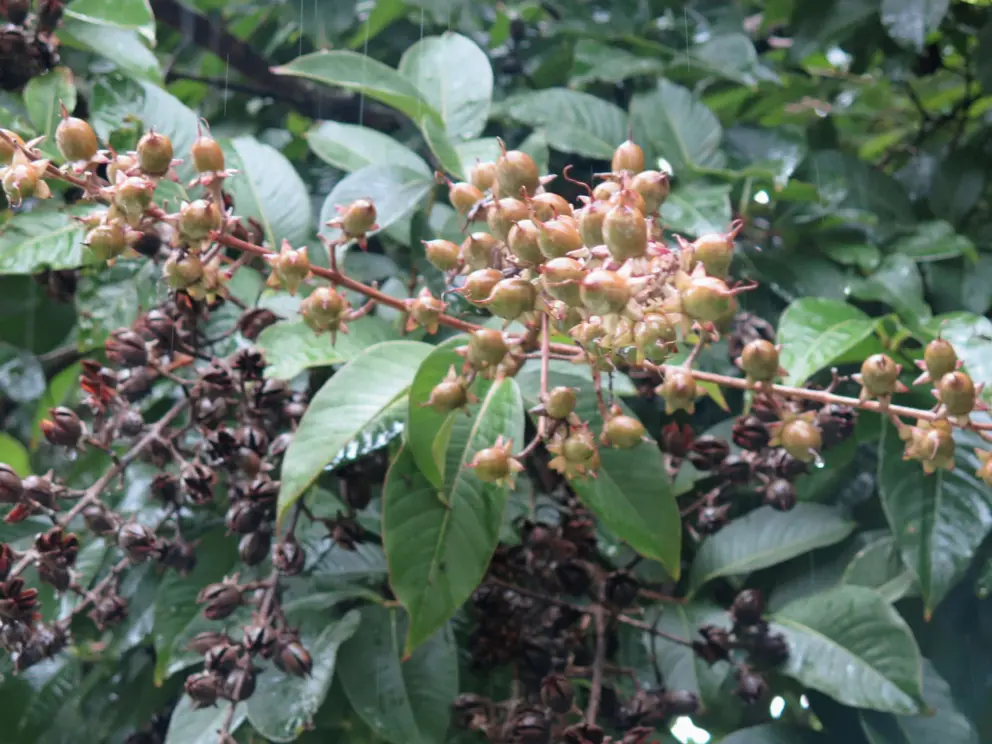 Different seeds on a branch. 