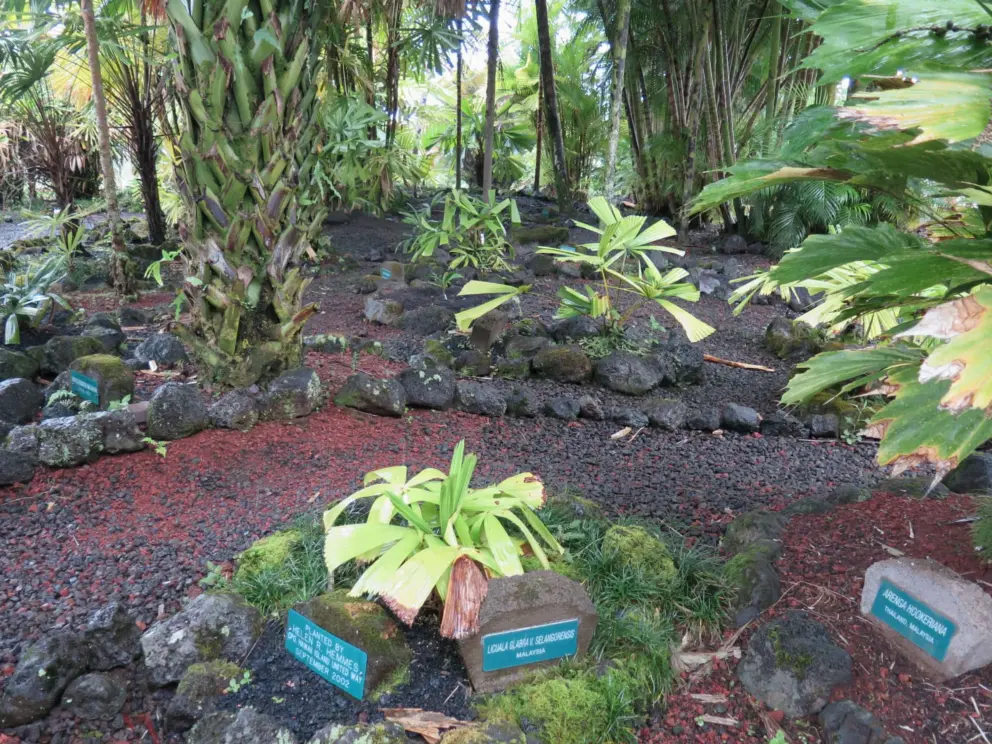 Little plants from Malaysia add color to the beautiful path. 