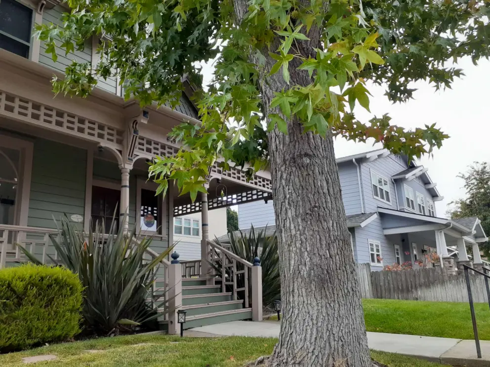 Beautiful houses near Emerson Park, and maple tree. 