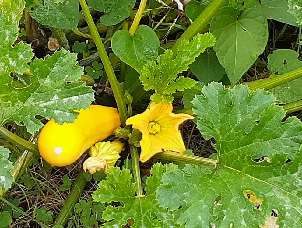 Squash growing in the community garden. 