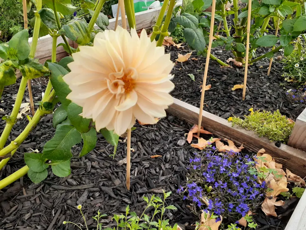 Dahlia flower in the community garden. 