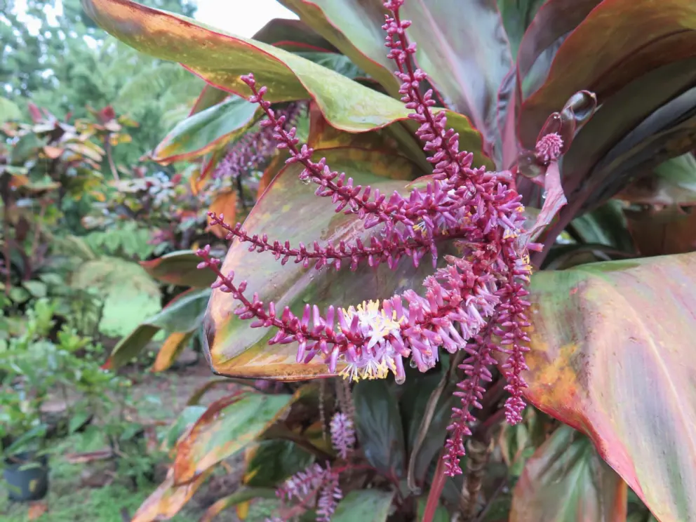 Beautiful tropical flower at the Nature Walk lawn. 