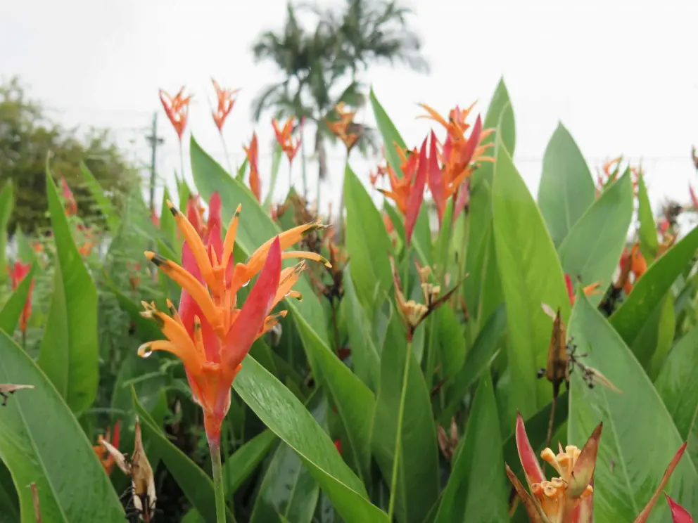 Orange flowers and palms in the distance. 