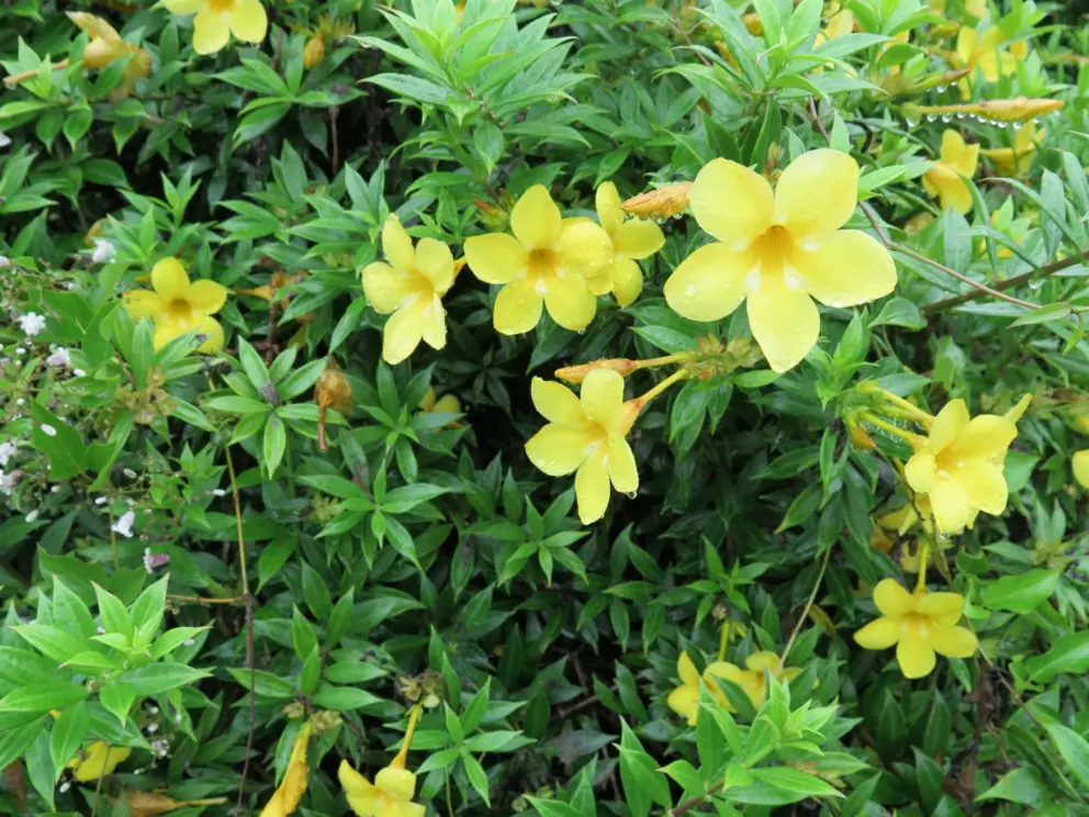 Yellow flowers by the Visitor Center. 
