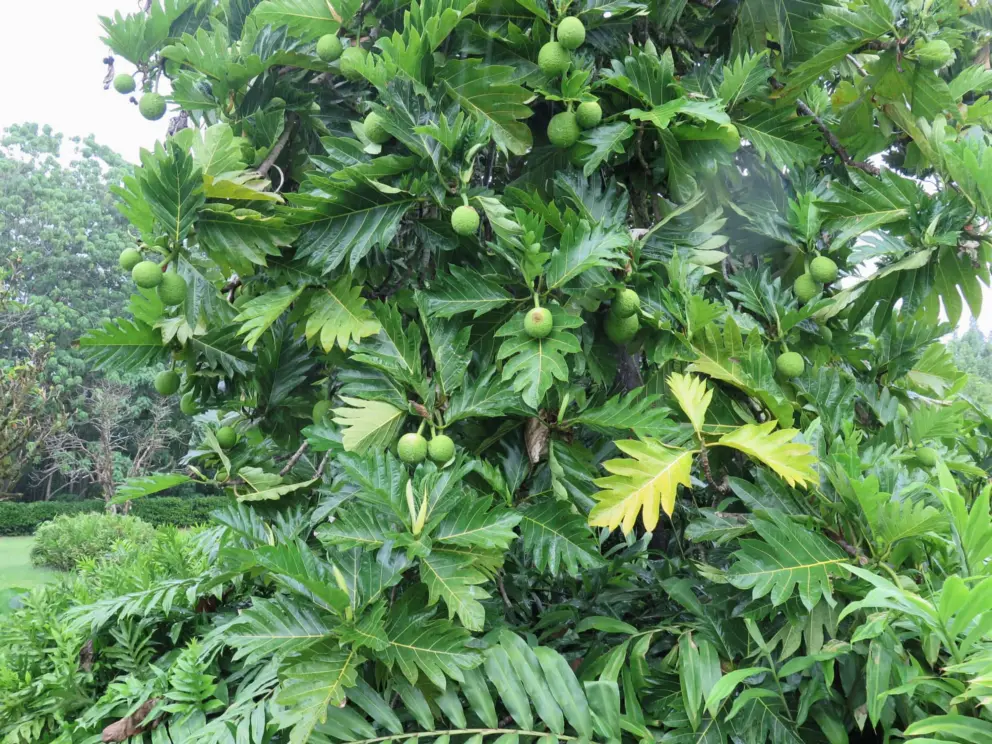 Huge breadfruit tree. So beautiful!