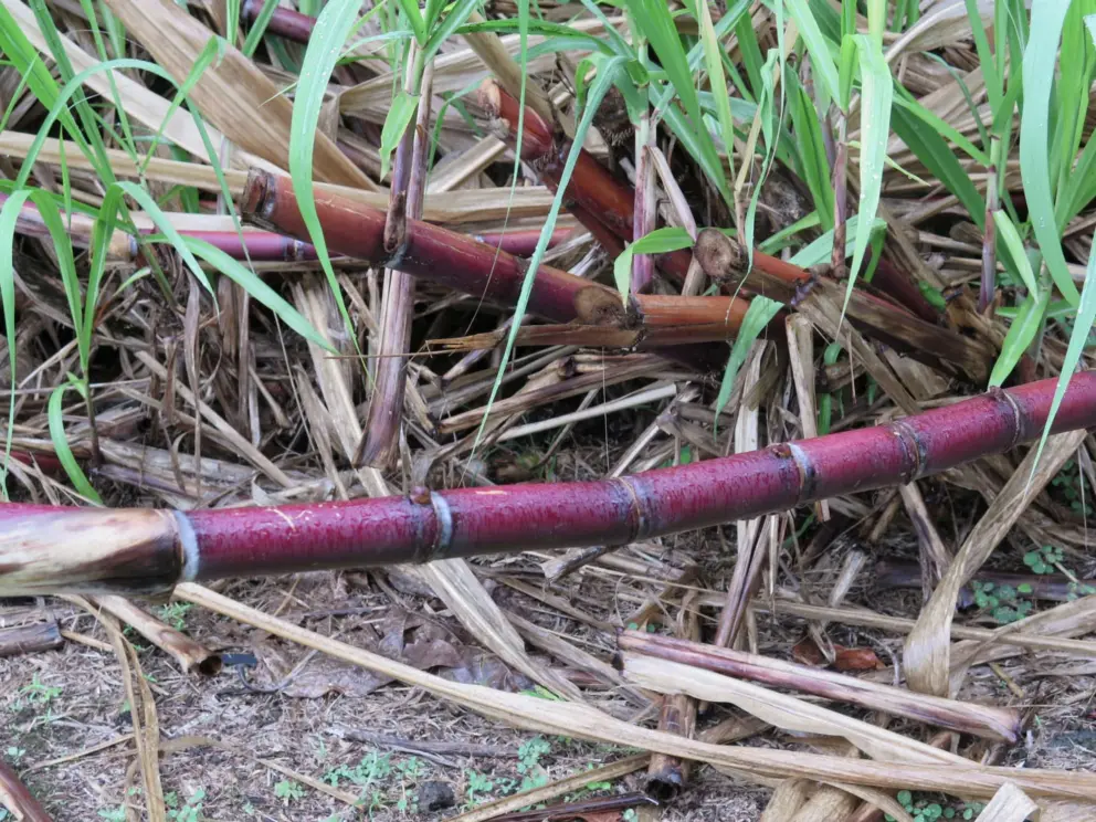Rich purple red color of sugar cane. 