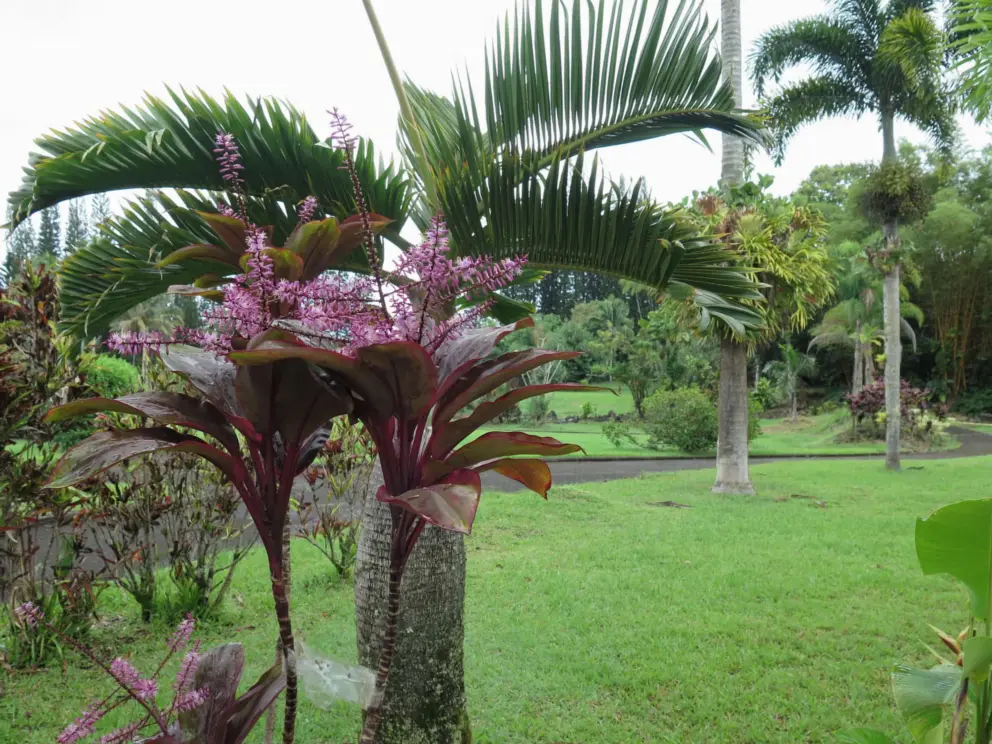 Purple tropical flowers and palms. 
