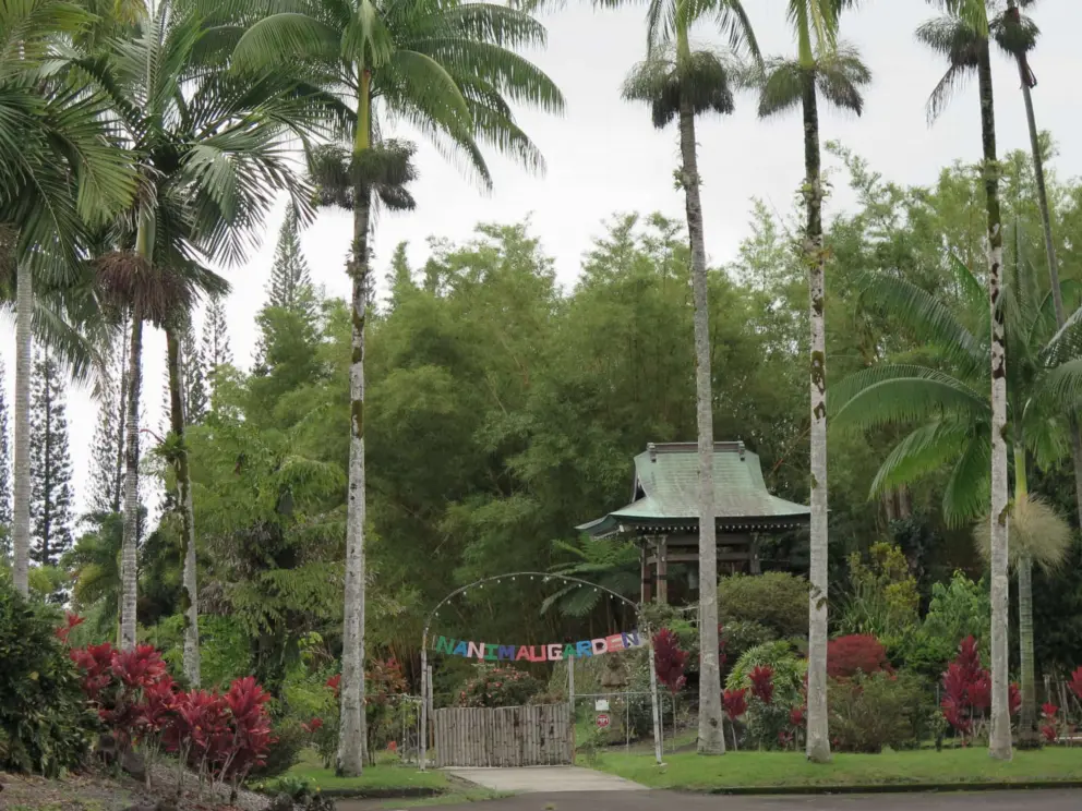Tall palms and the gazebo. 