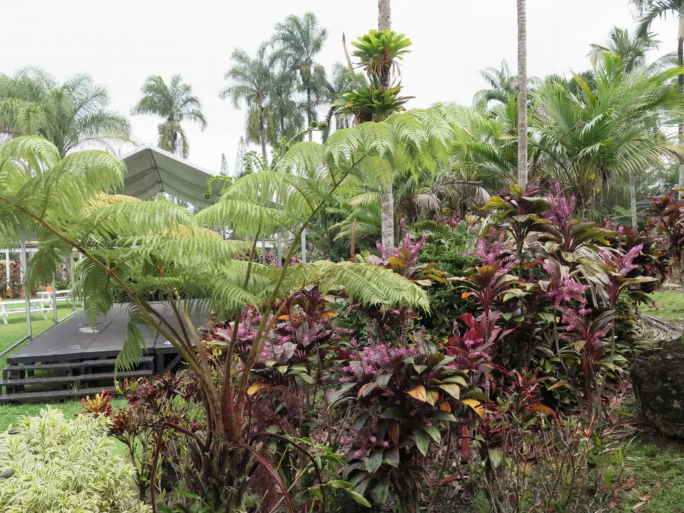 Lovely tropical plants. 