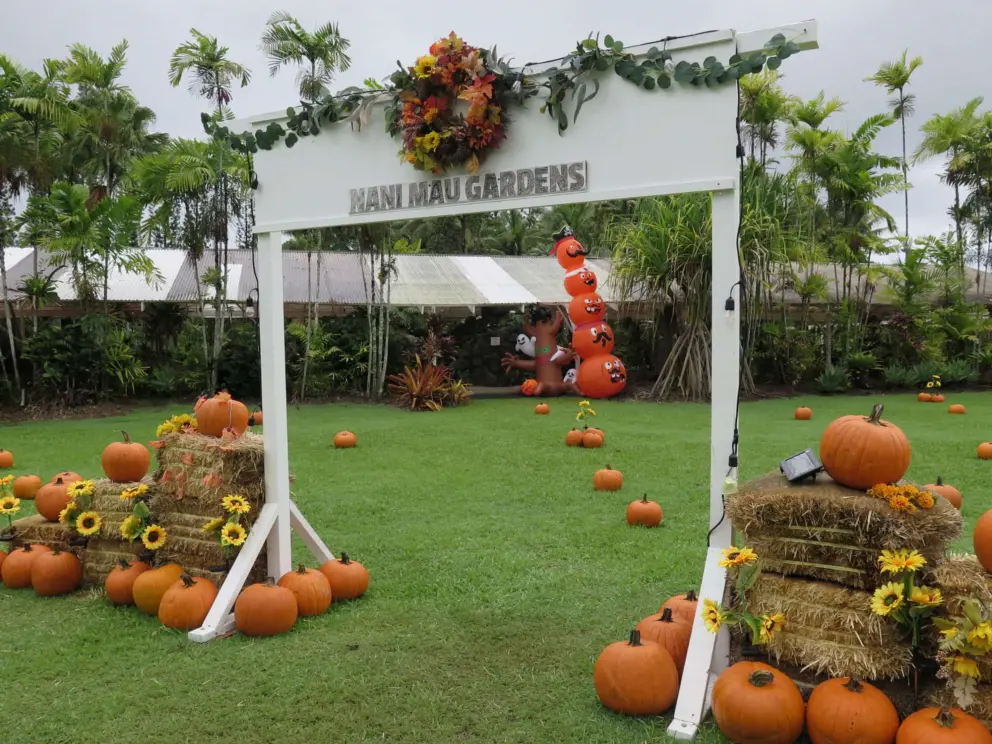 The pumpkin patch. 
