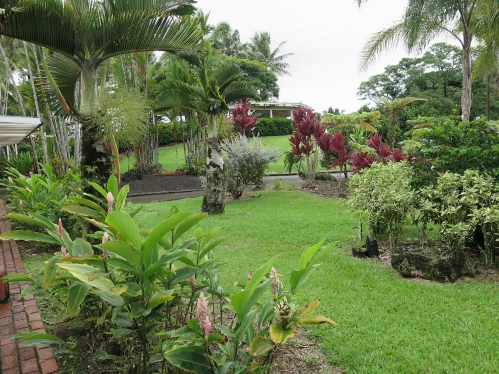 Lawn, palms, and plants. 