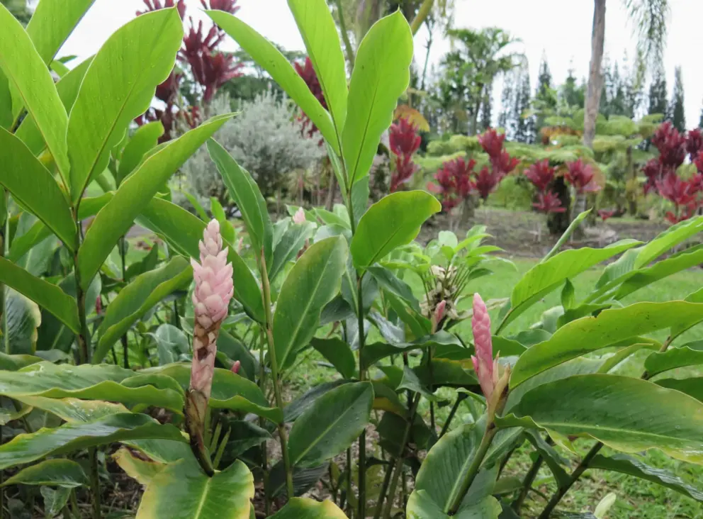 Pink ginger plant. 