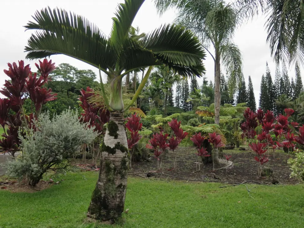 Fat palm.