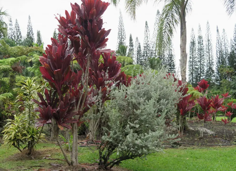 Tropical plants and long rows of Norfolk pines. 