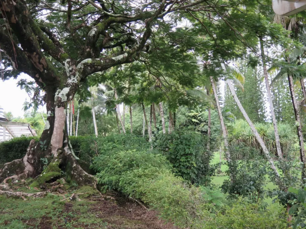Beautiful tree with large roots. 