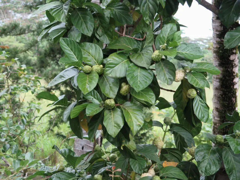 Tropical tree with glossy leaves and fruits. 