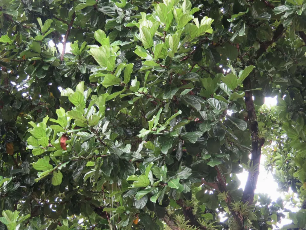 Leaves that are a pretty shape. 