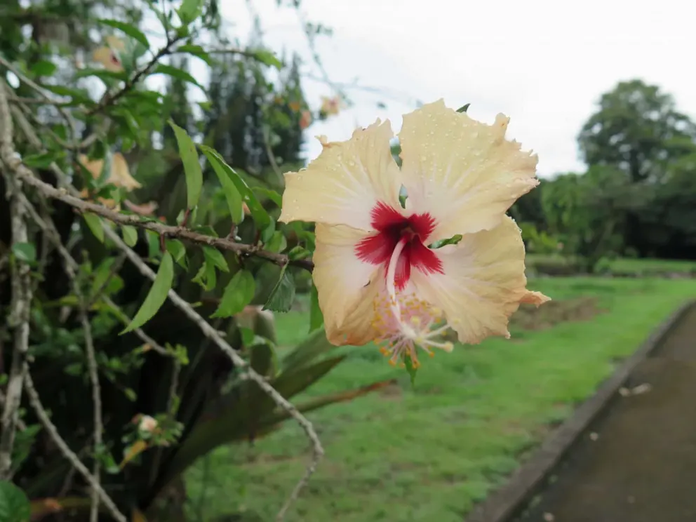 Hibiscus flower along the walk.