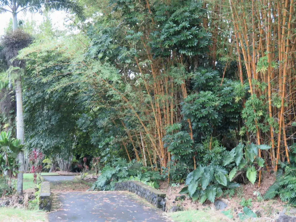 Bamboo forest. 