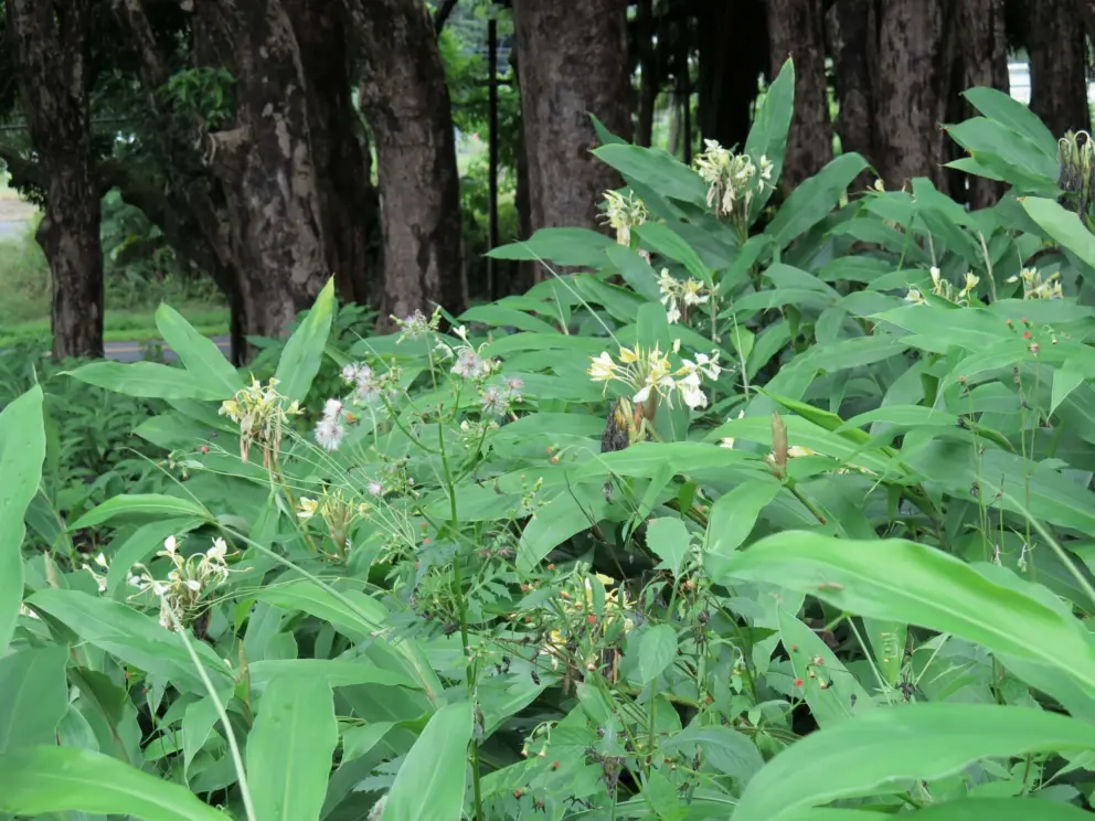 Ginger plant at the top near the forest. 