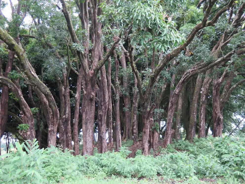 The forest. 