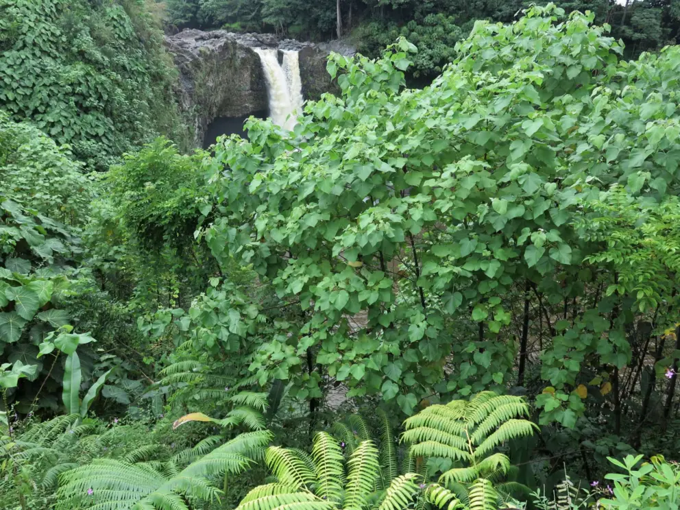 Looking through ferns and trees at the falls. 