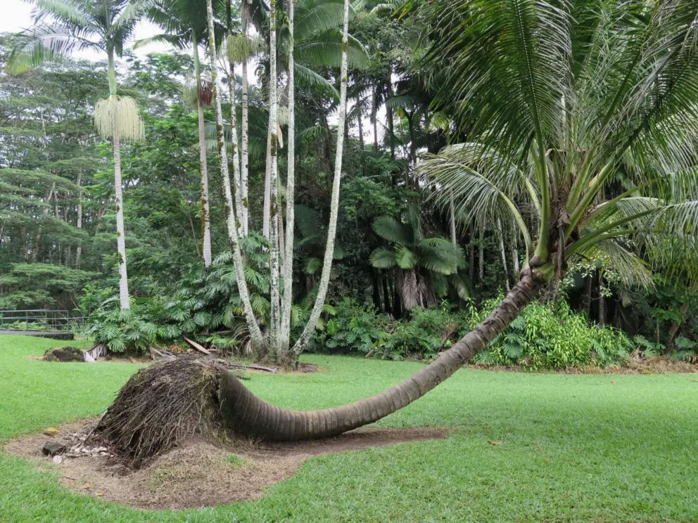 Lazy palm tree!