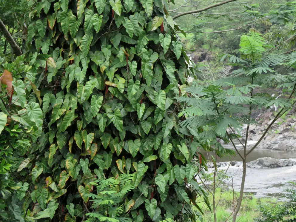 Vine around a tree trunk, with heart-shaped leaves. 