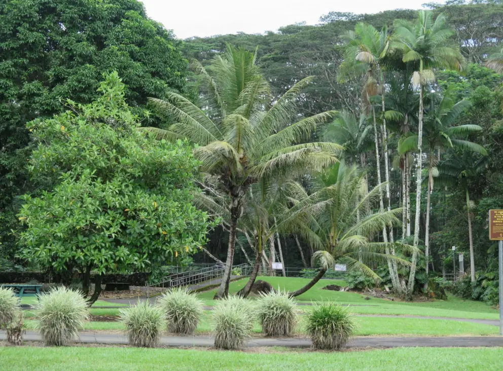 The park is gorgeous, with tall palms and huge trees. 