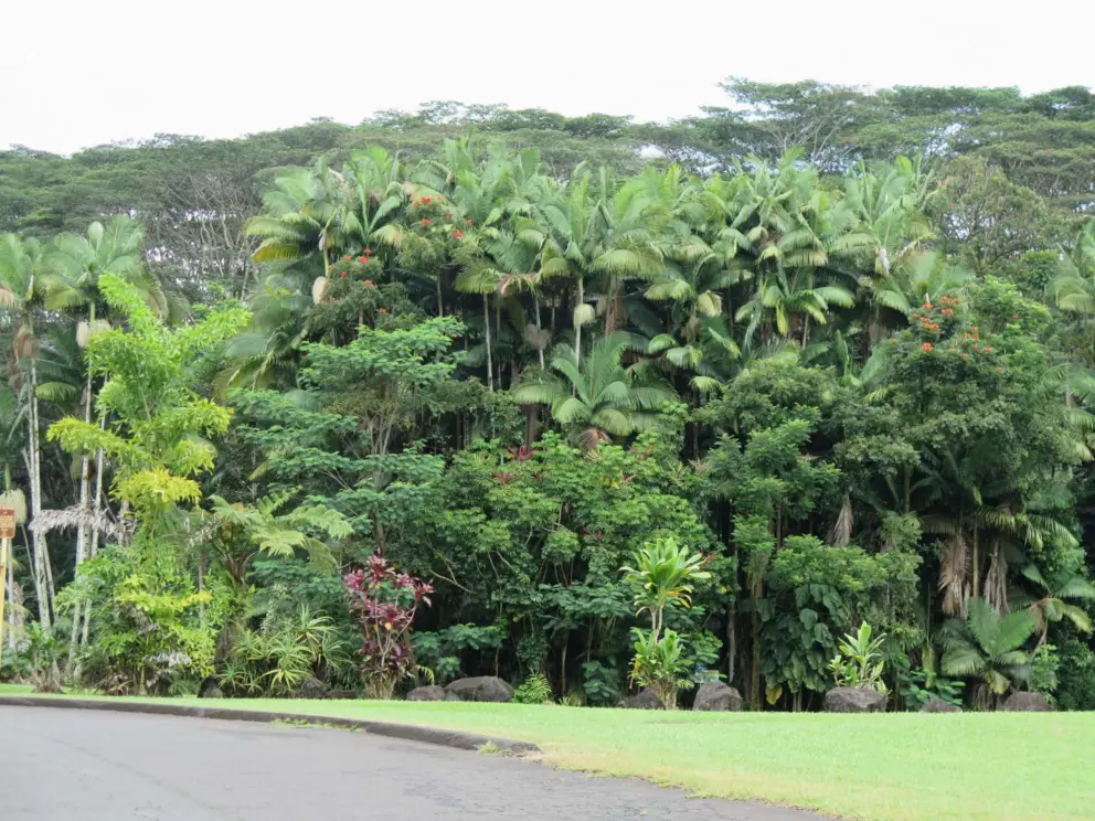 Grove of lush palms. 