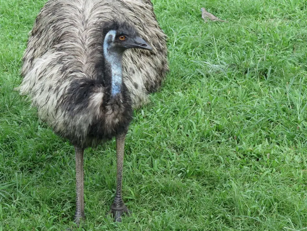 The emus have beautiful blue necks. 