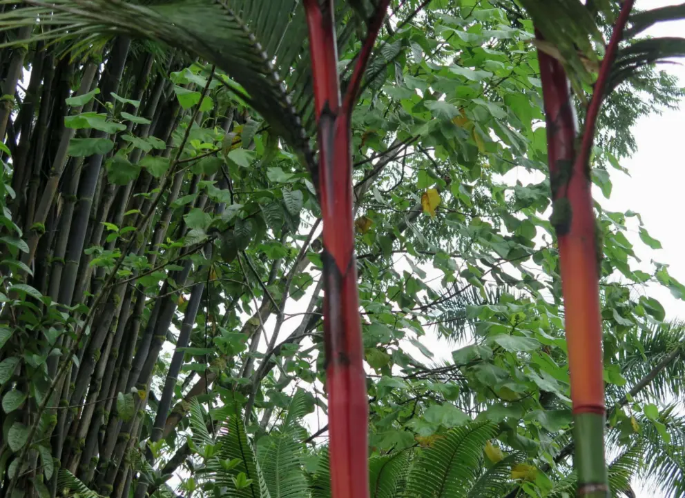 Red bamboo.
