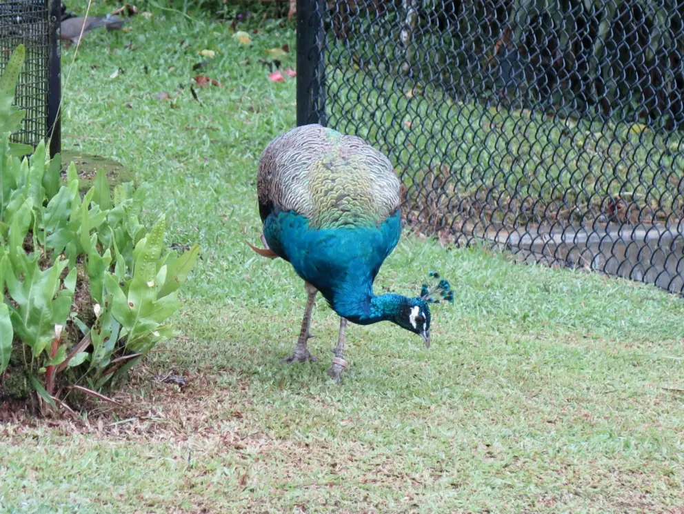 Peacock with luminous feathers. 