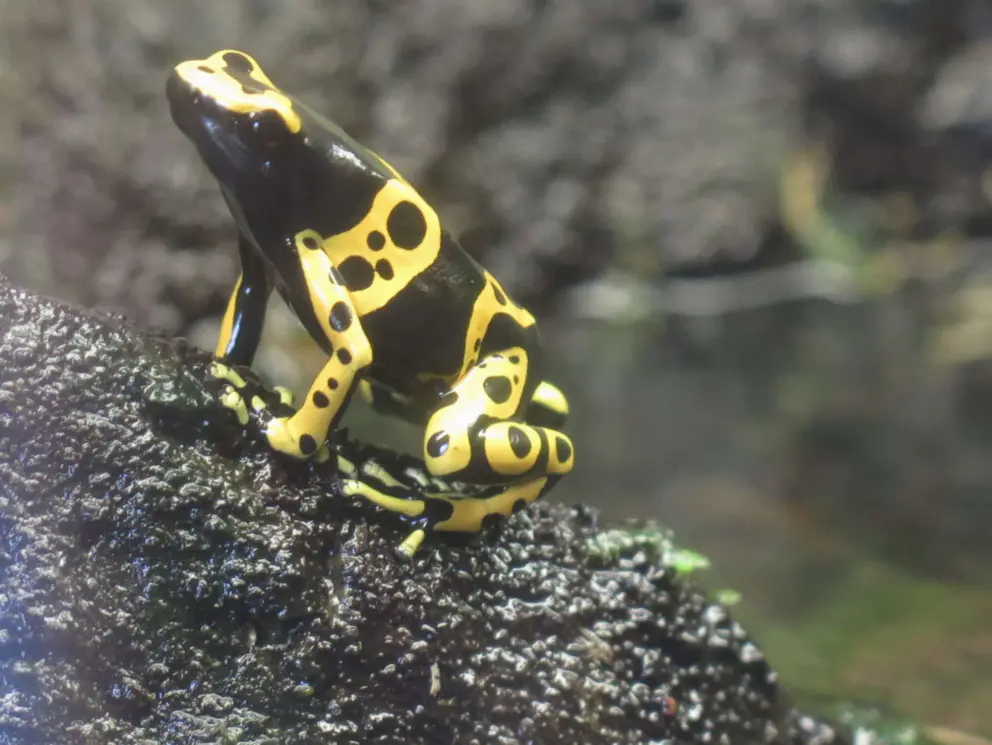 Poison dart frog with bright yellow colors. 