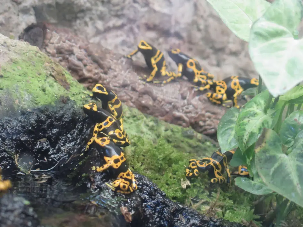 Poison dart frogs in an aquarium.