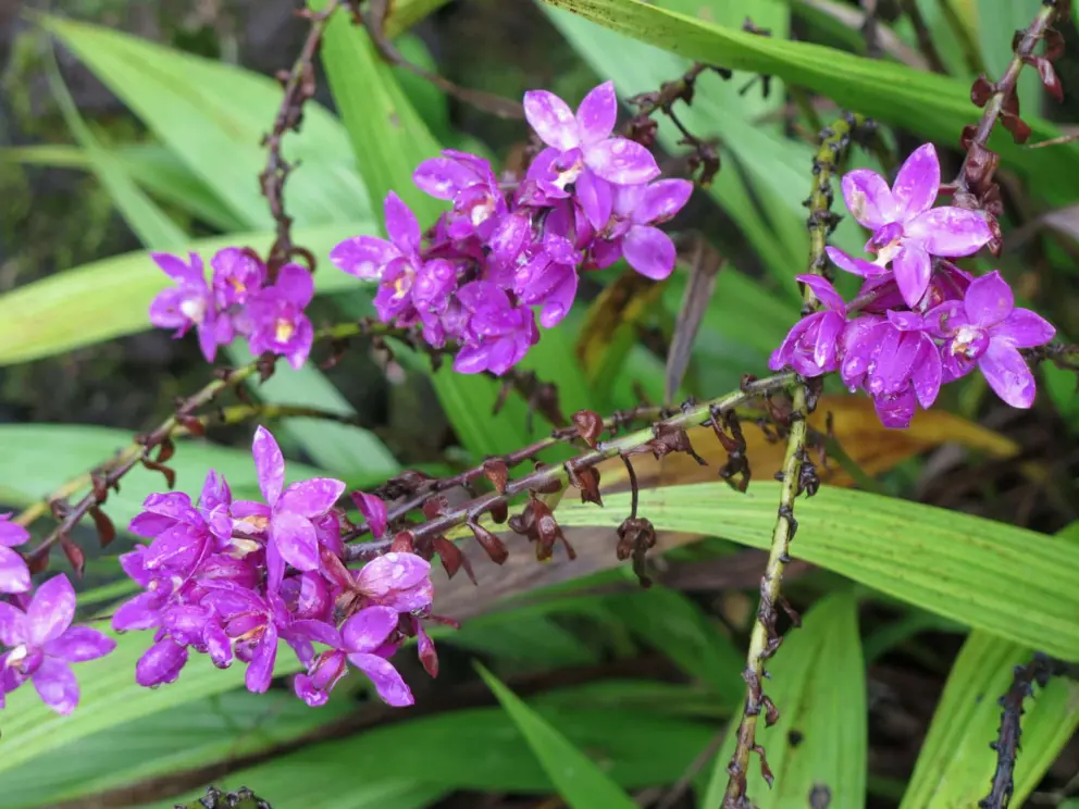 Purple flowers. 