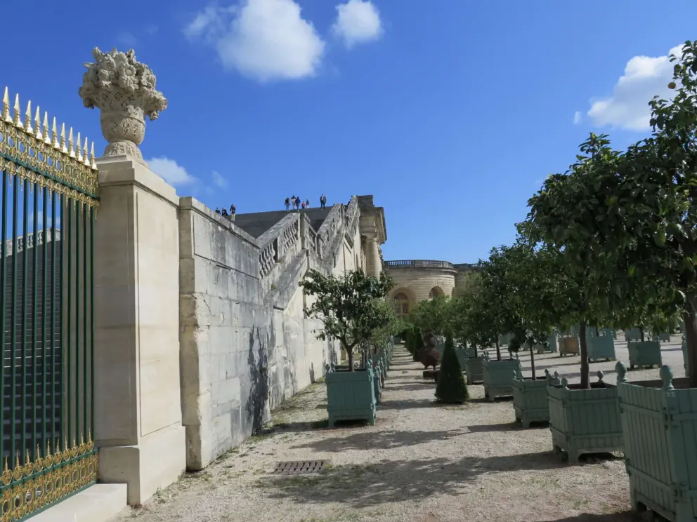 Rows of orange trees at the Orangerie. 