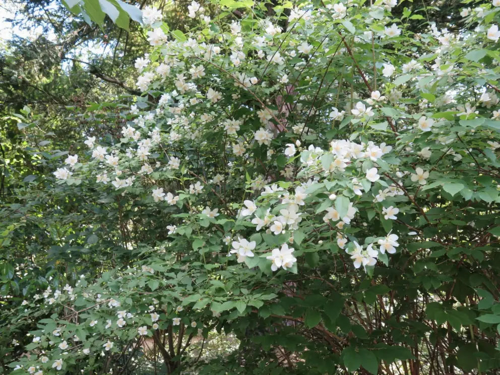 Flowers in the gardens.