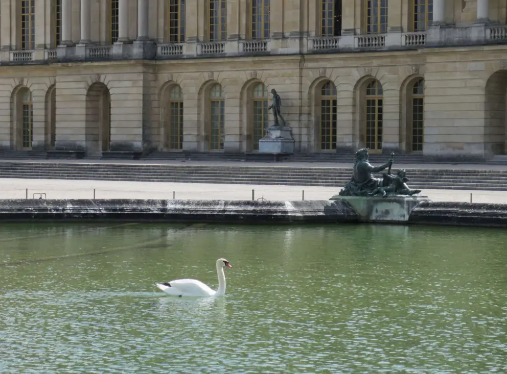 Swan swimming in the Bassin du Midi, one of the rectangular ponds behind the palace. 