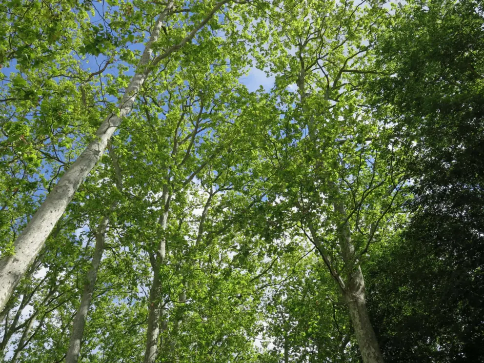 Looking up at the bright green leaves. 